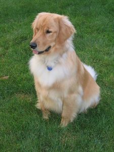 Golden Retriever Are Easy Pets