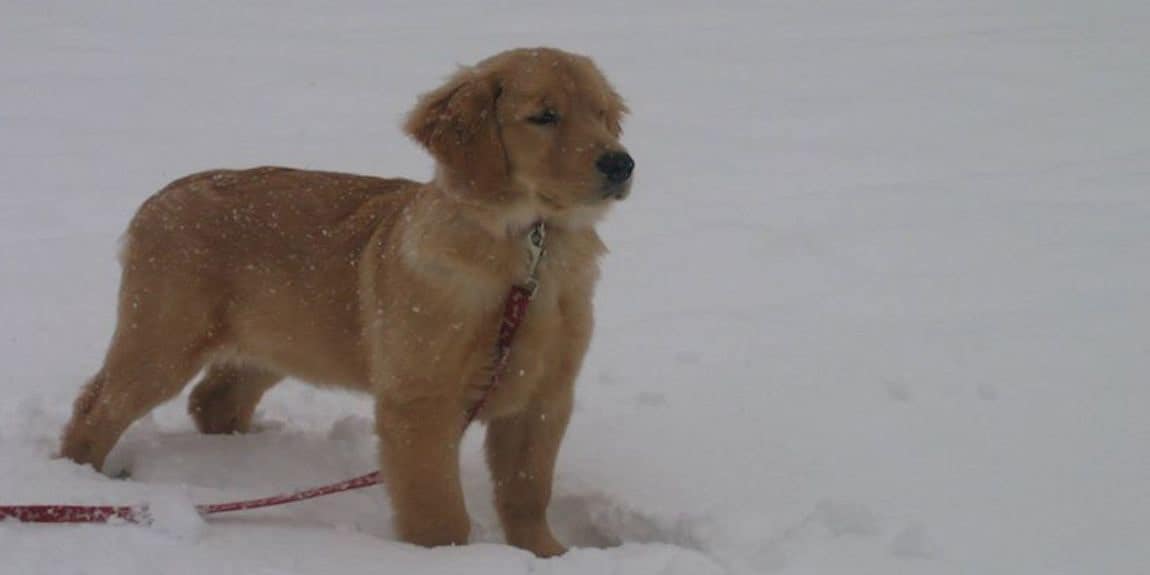Golden Retriever In Snow
